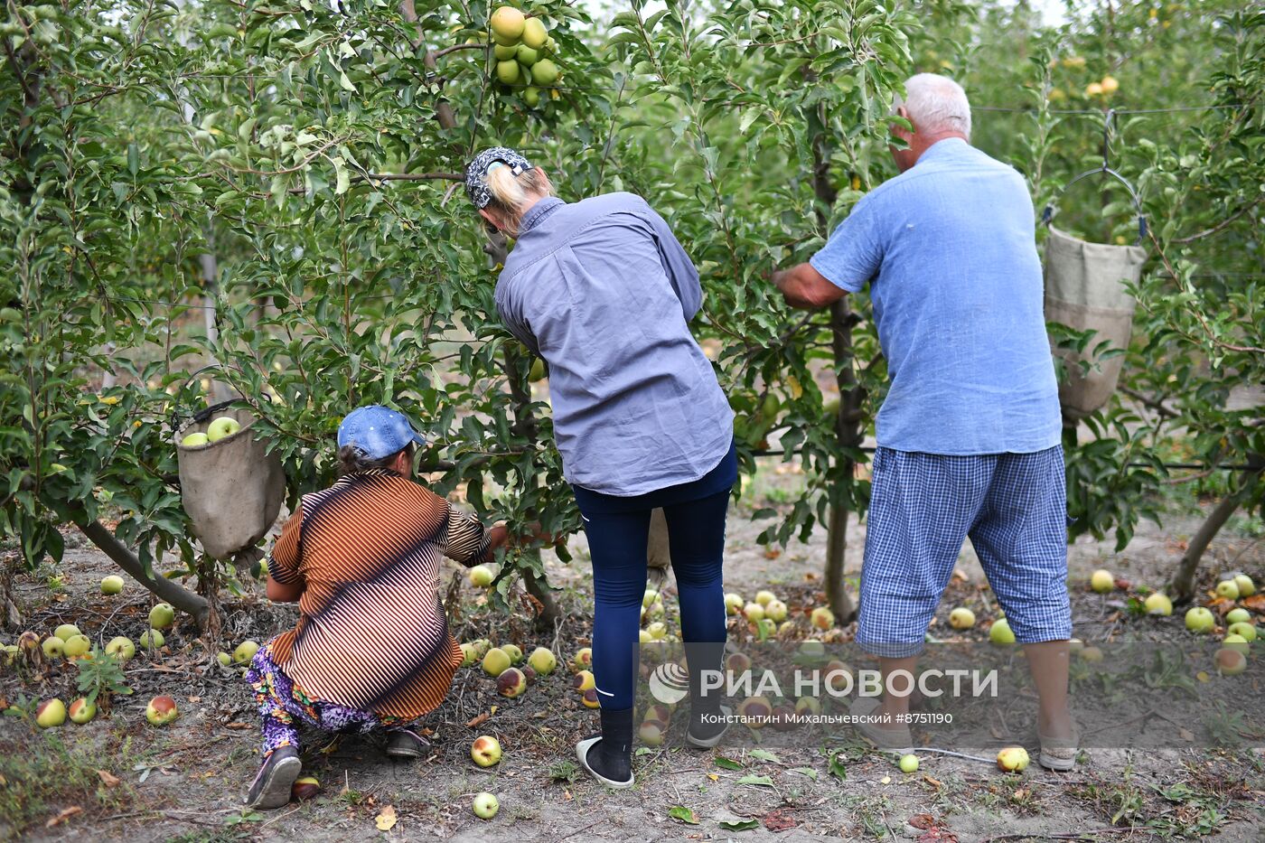 Сбор урожая яблок в Крыму