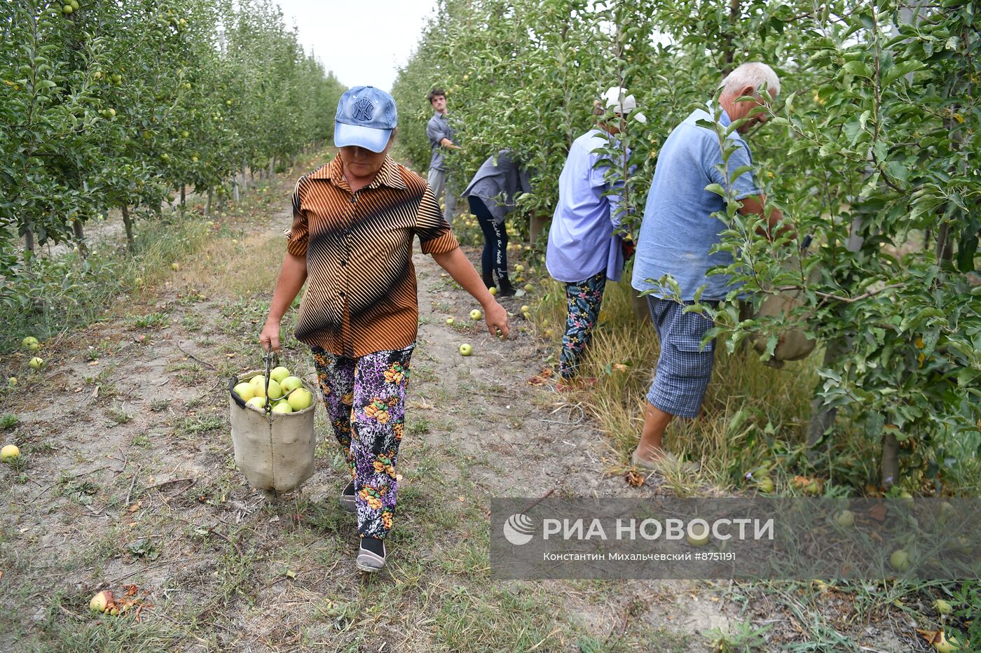 Сбор урожая яблок в Крыму