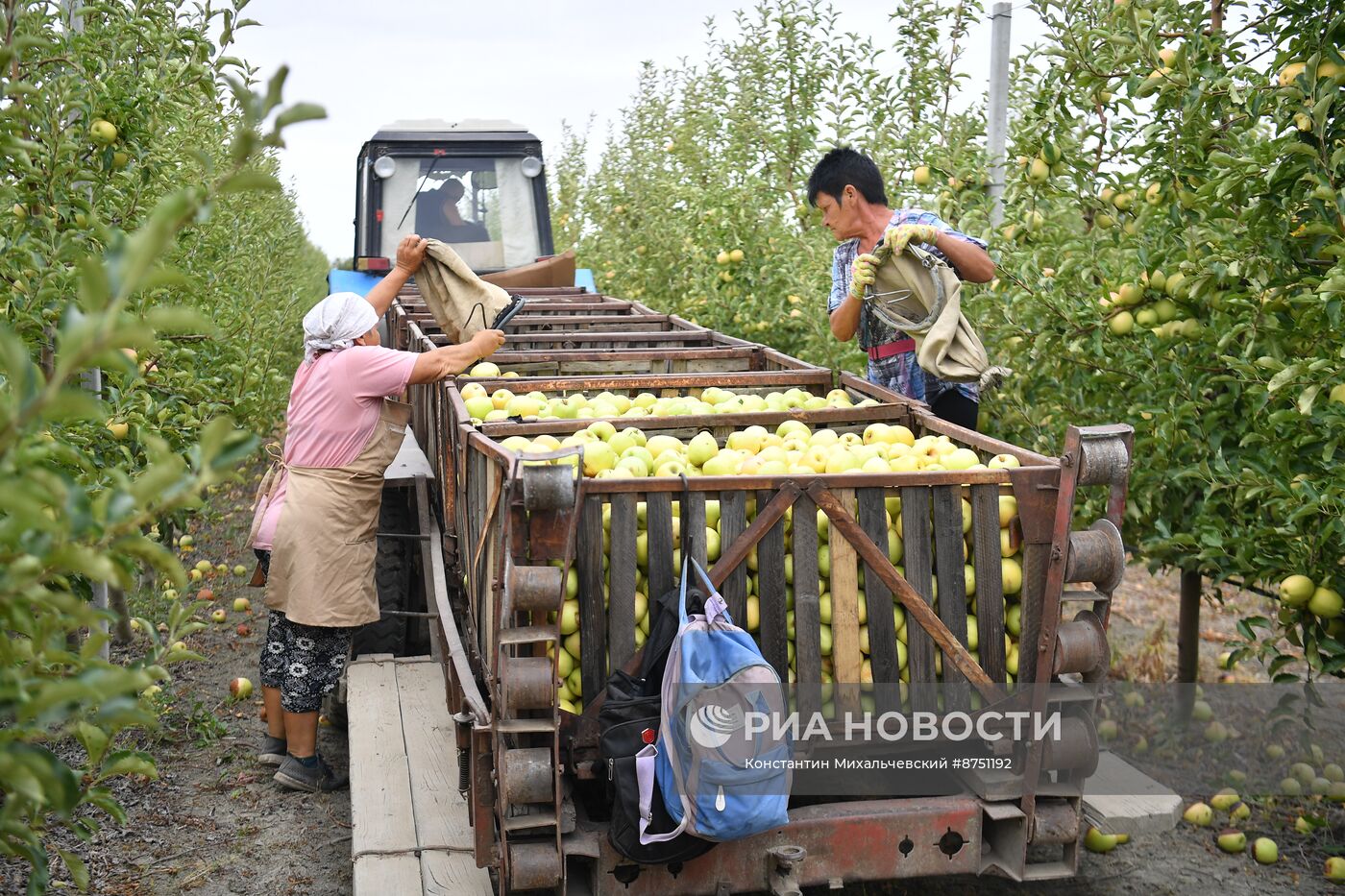 Сбор урожая яблок в Крыму