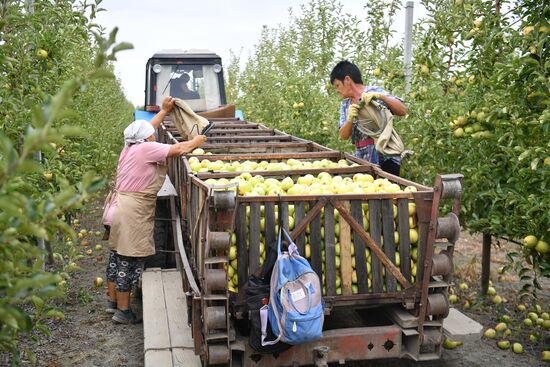 Сбор урожая яблок в Крыму