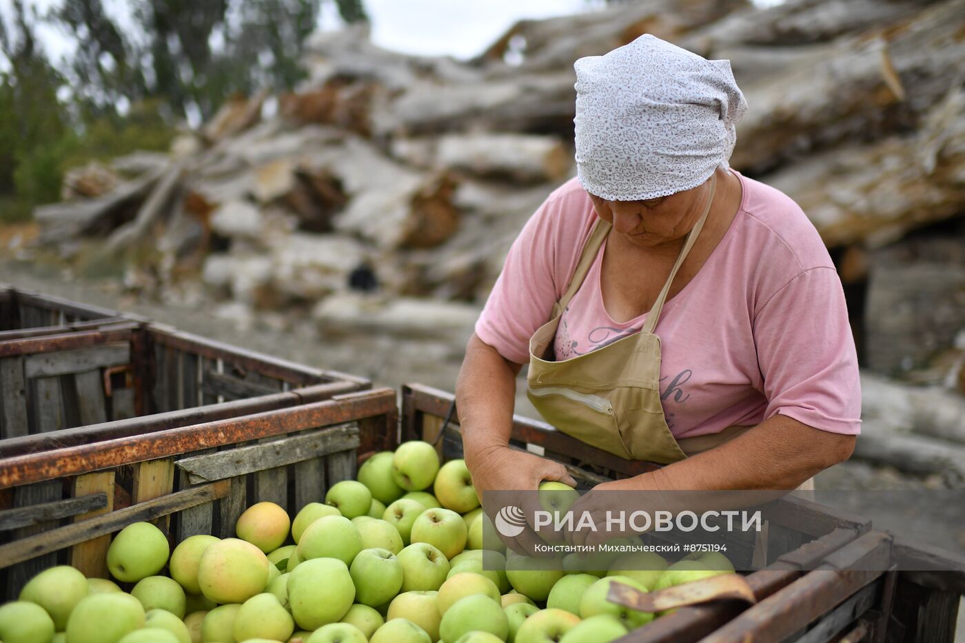 Сбор урожая яблок в Крыму