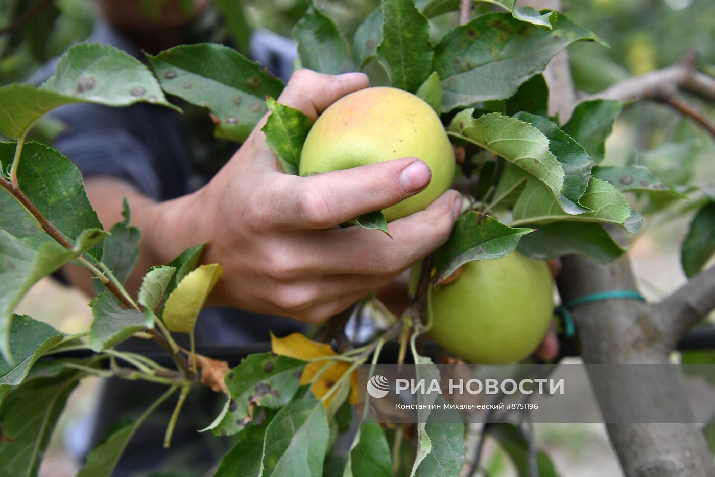 Сбор урожая яблок в Крыму