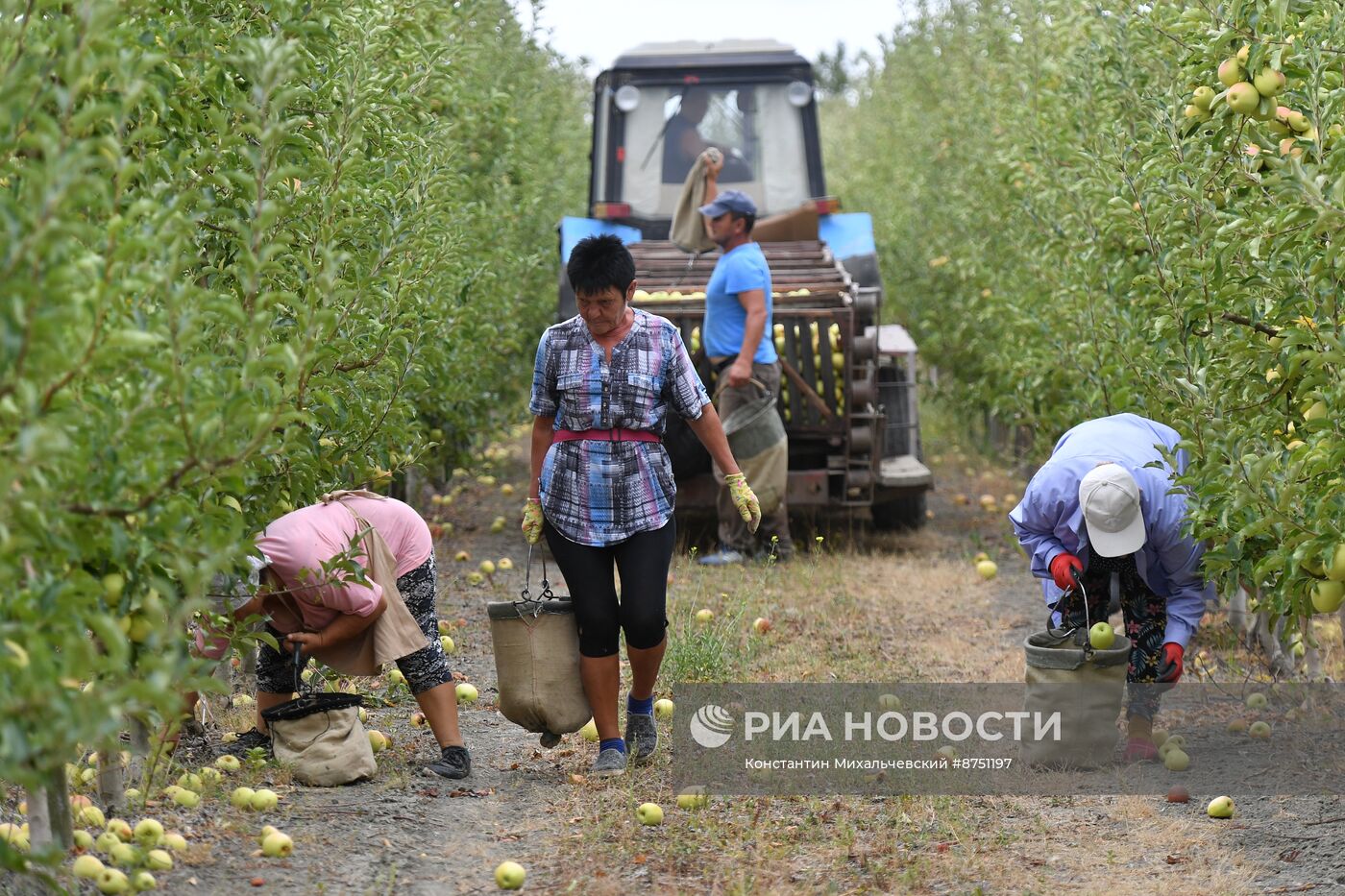 Сбор урожая яблок в Крыму