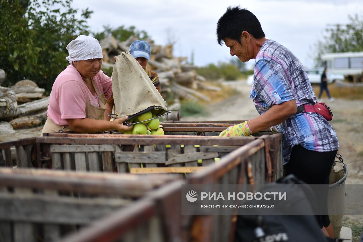 Сбор урожая яблок в Крыму