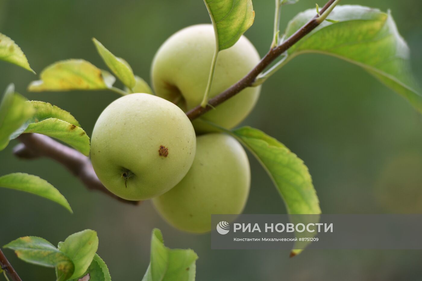 Сбор урожая яблок в Крыму