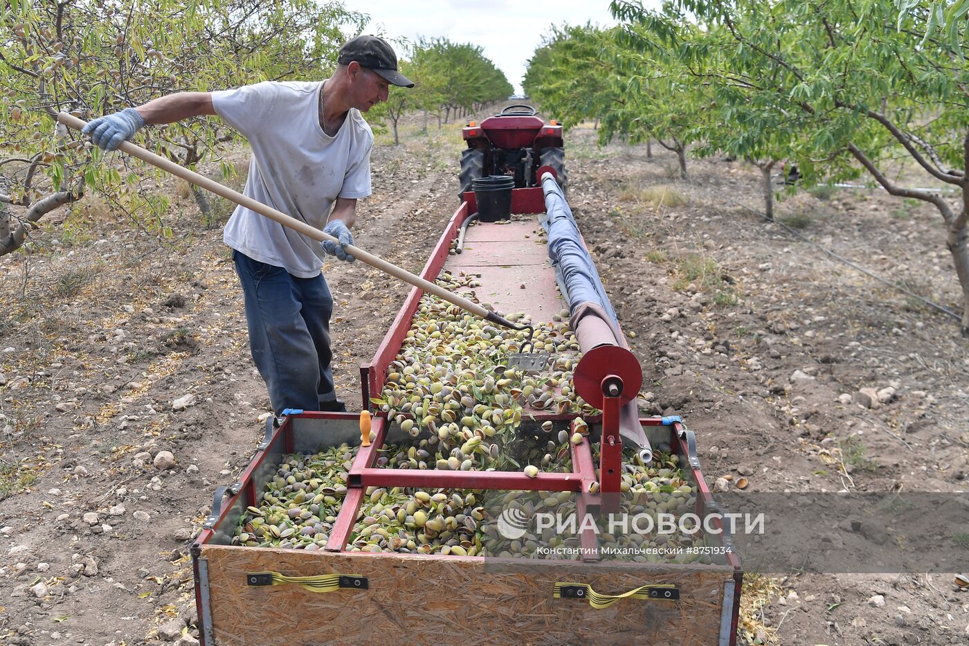 Старт кампании по уборке миндаля в Крыму