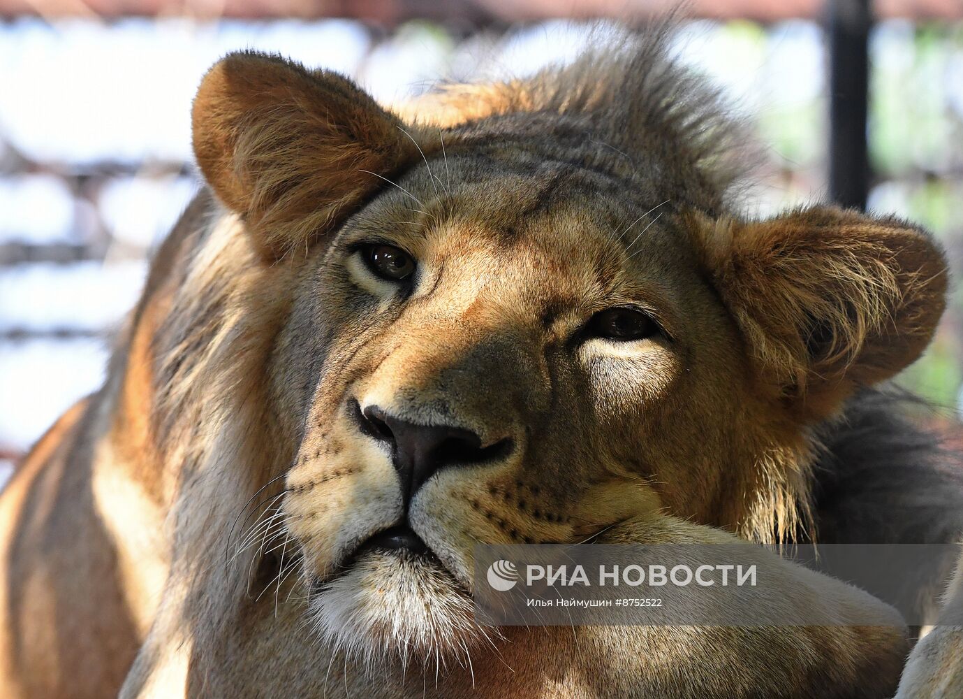Львенок из Барнаула прибыл в "Роев ручей" в Красноярске