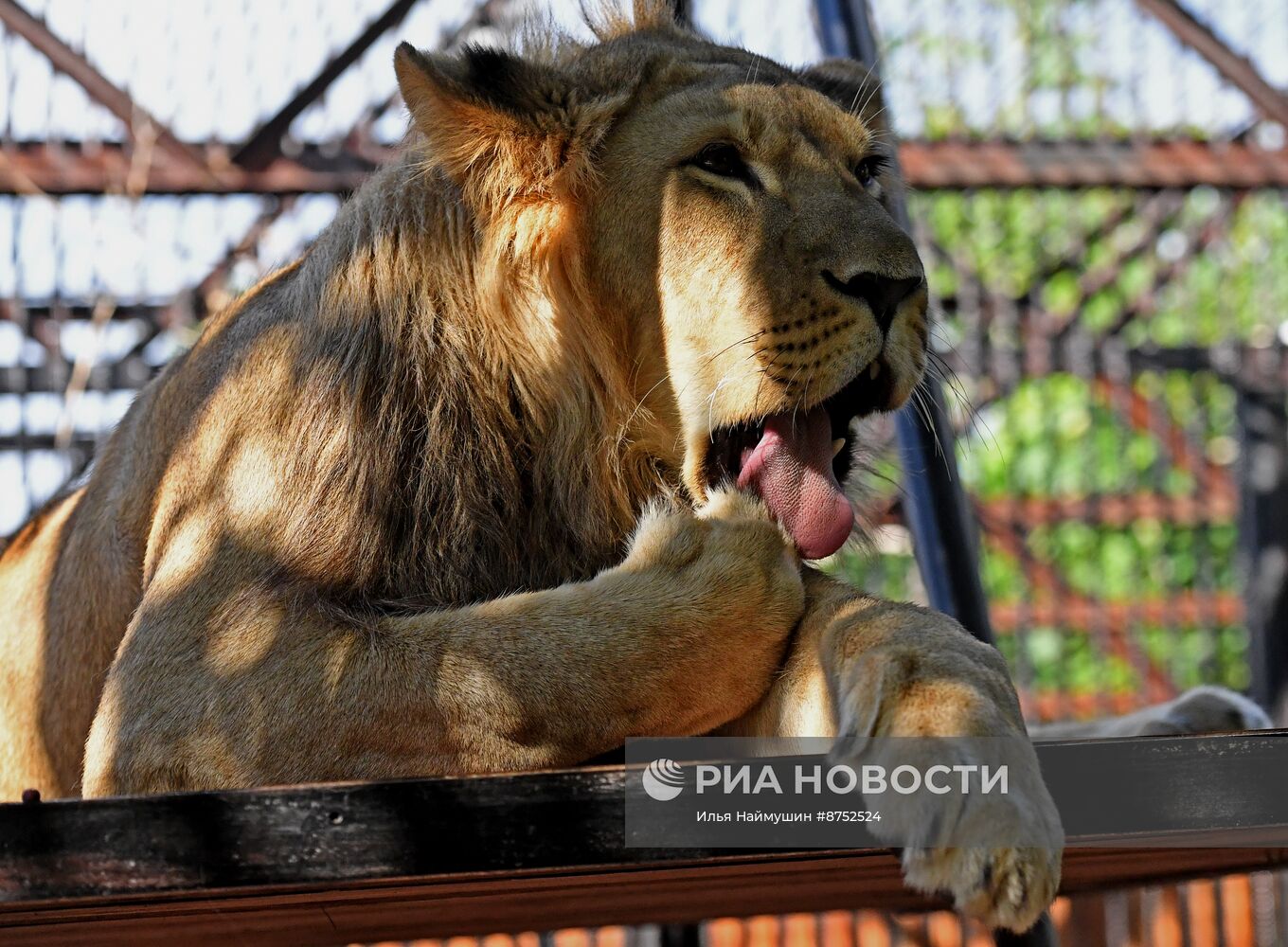 Львенок из Барнаула прибыл в "Роев ручей" в Красноярске