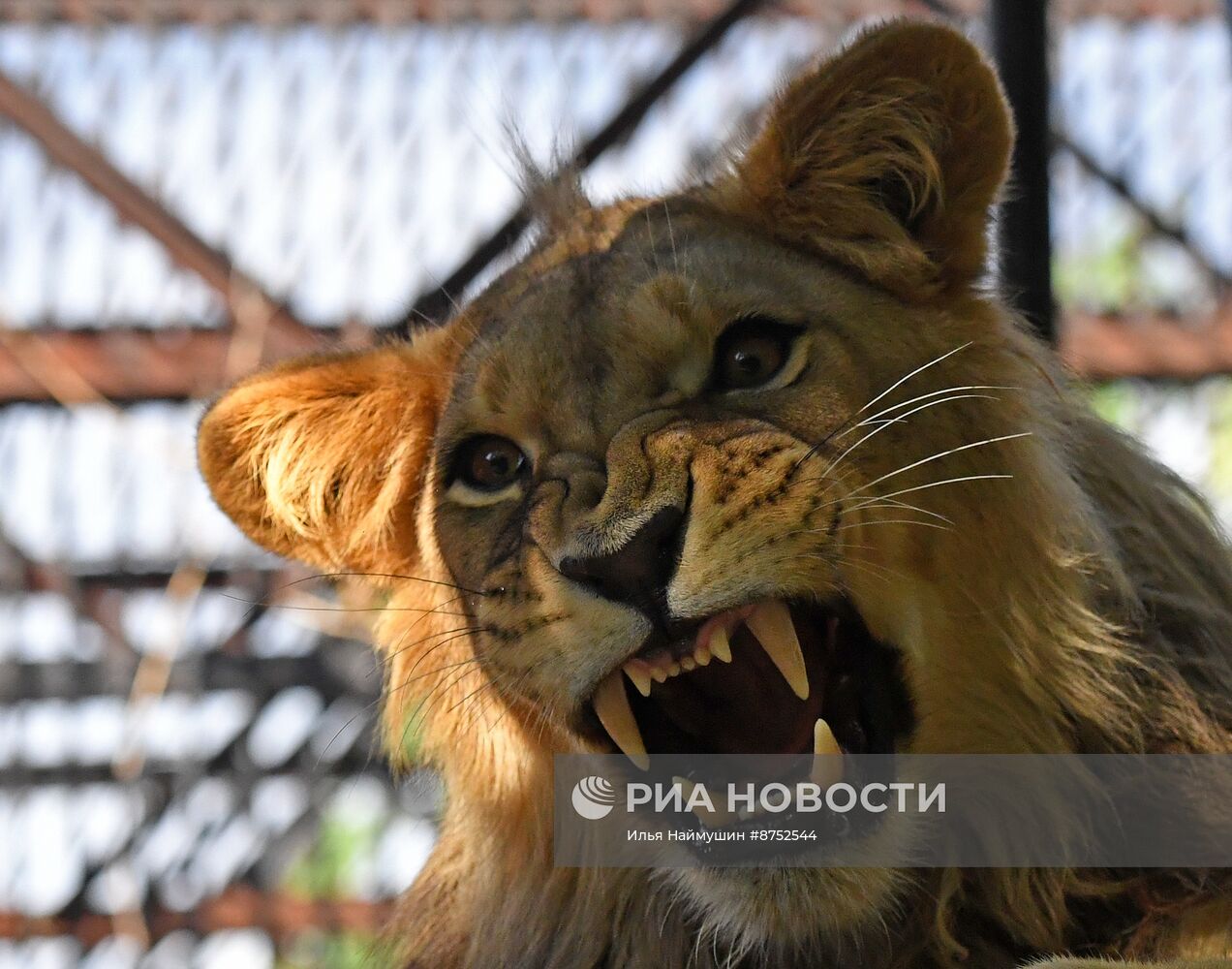 Львенок из Барнаула прибыл в "Роев ручей" в Красноярске