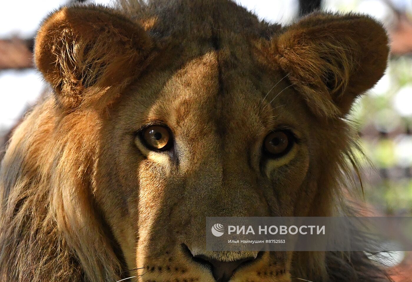 Львенок из Барнаула прибыл в "Роев ручей" в Красноярске