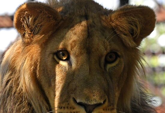 Львенок из Барнаула прибыл в "Роев ручей" в Красноярске