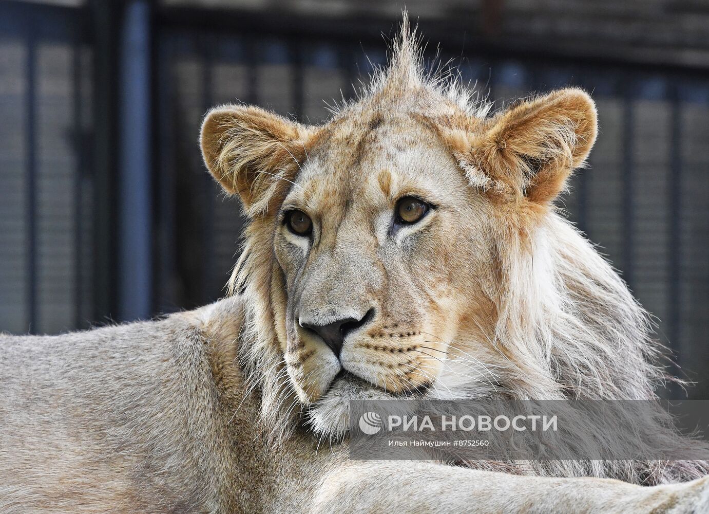 Львенок из Барнаула прибыл в "Роев ручей" в Красноярске