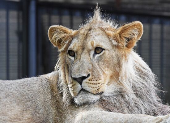 Львенок из Барнаула прибыл в "Роев ручей" в Красноярске