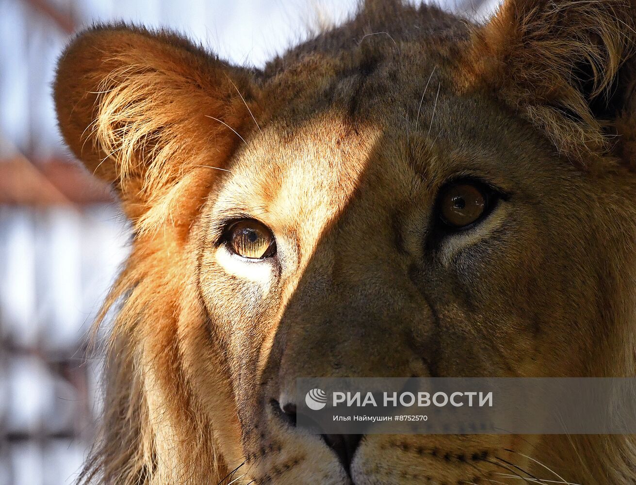 Львенок из Барнаула прибыл в "Роев ручей" в Красноярске