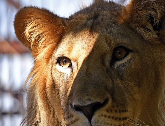 Львенок из Барнаула прибыл в "Роев ручей" в Красноярске