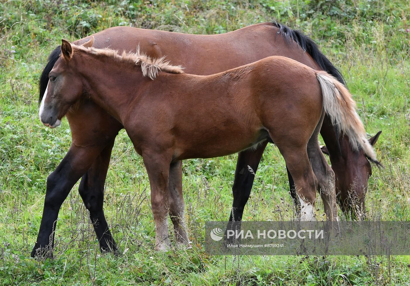 Регионы России. Хакасия