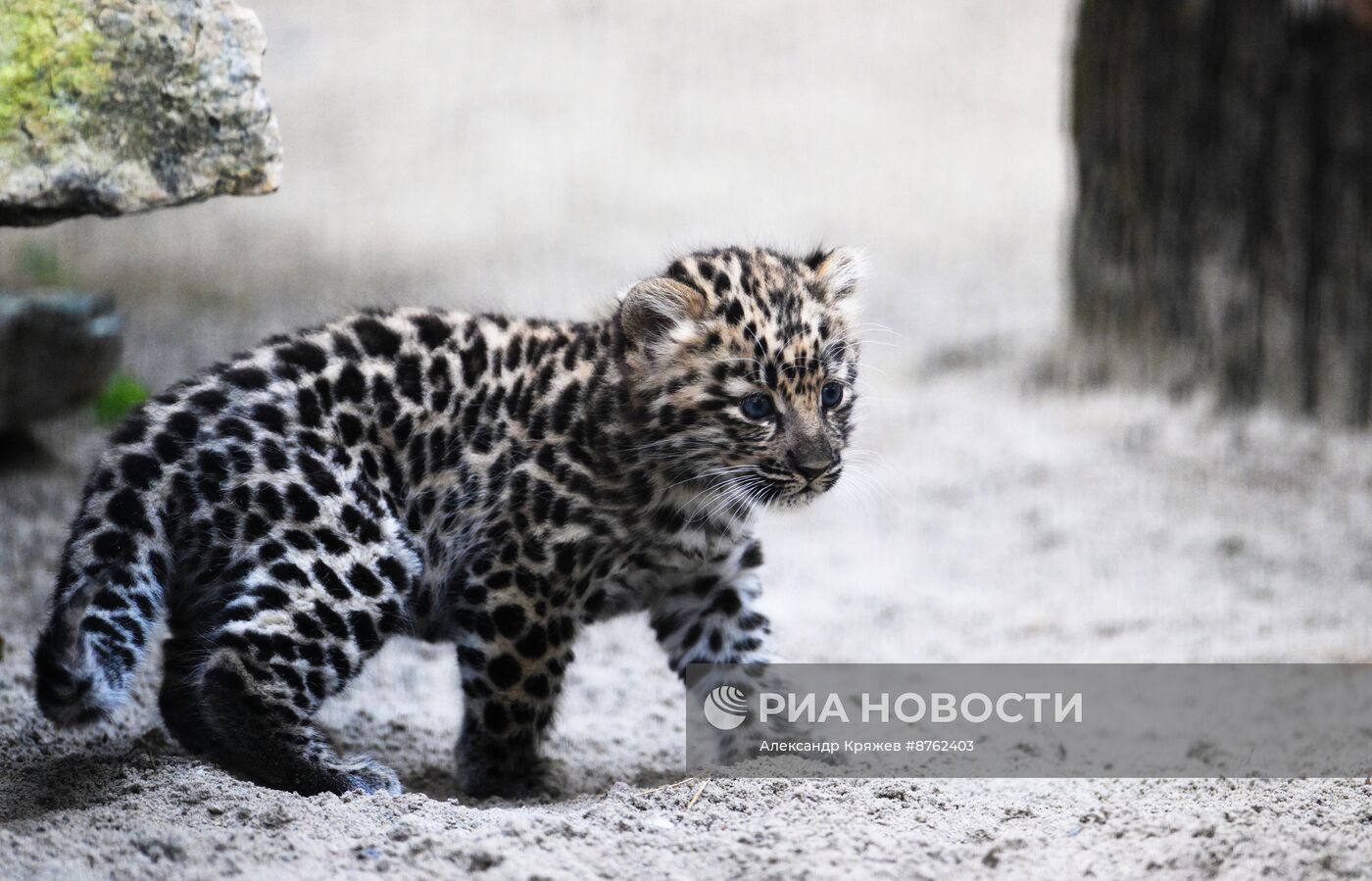 В Новосибирском зоопарке родился детеныш дальневосточных леопардов