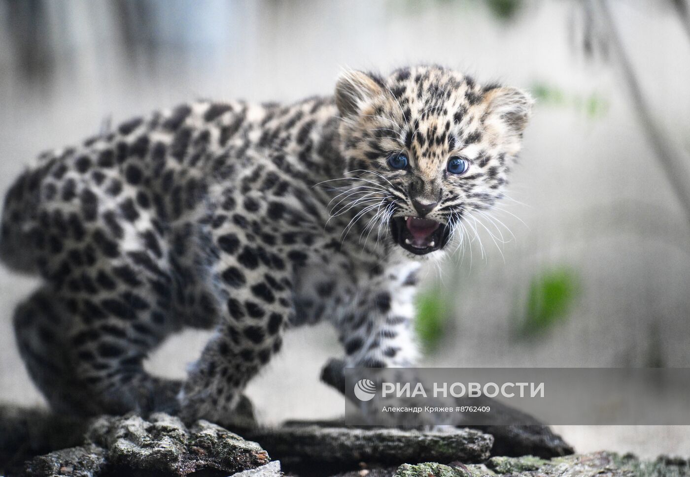 В Новосибирском зоопарке родился детеныш дальневосточных леопардов