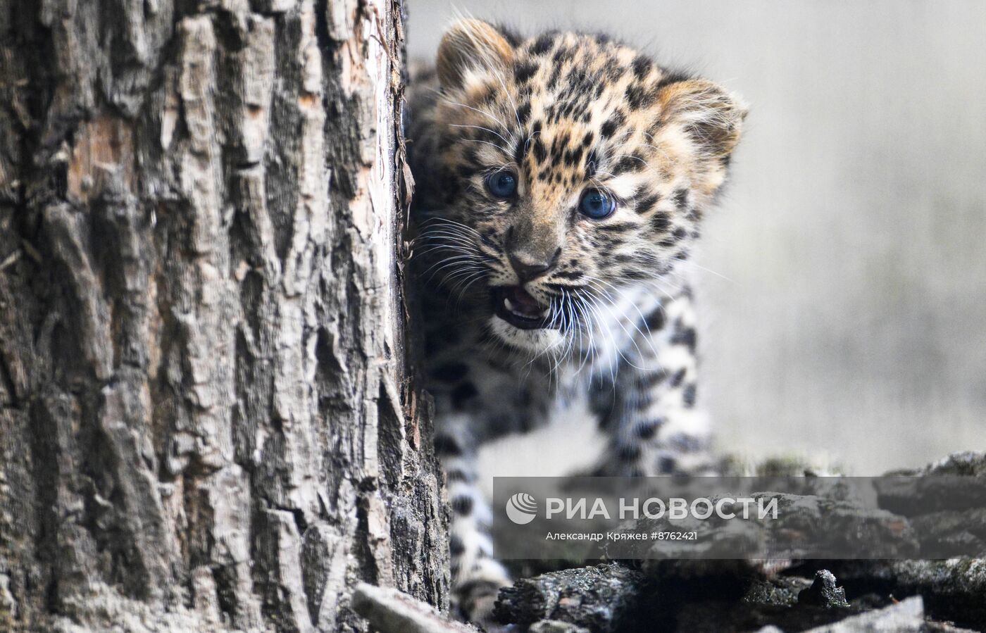 В Новосибирском зоопарке родился детеныш дальневосточных леопардов