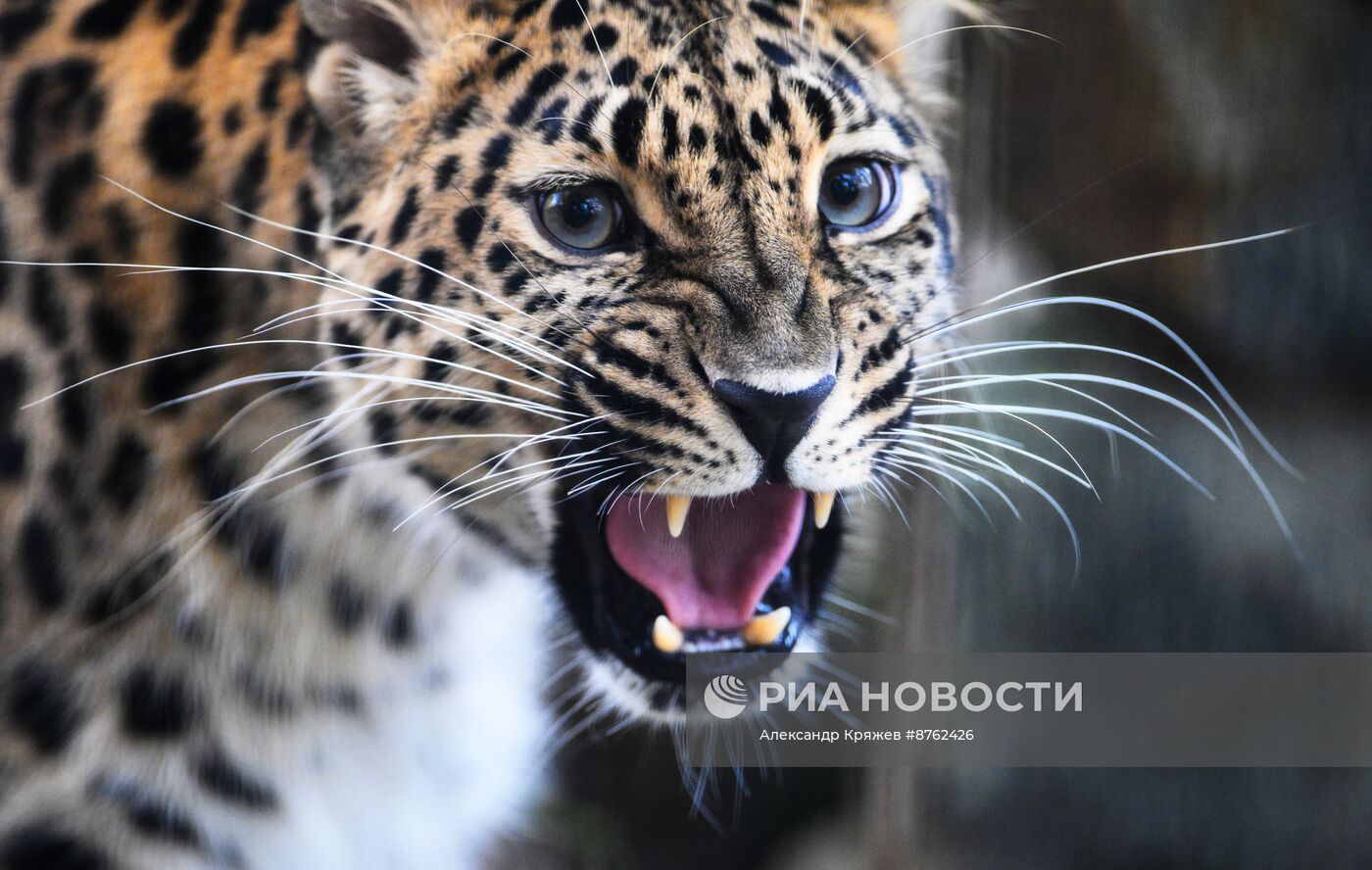 В Новосибирском зоопарке родился детеныш дальневосточных леопардов