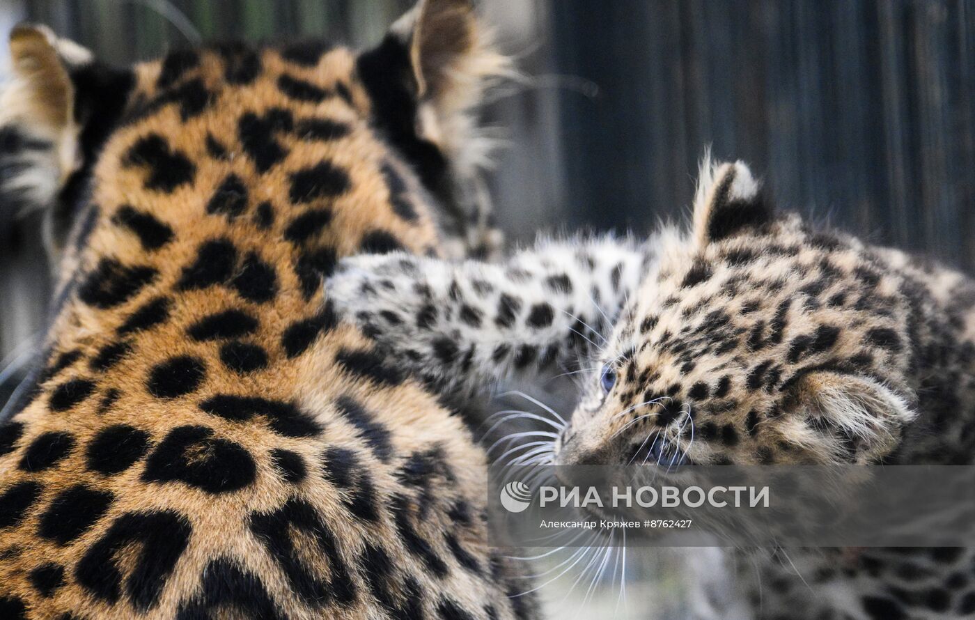 В Новосибирском зоопарке родился детеныш дальневосточных леопардов