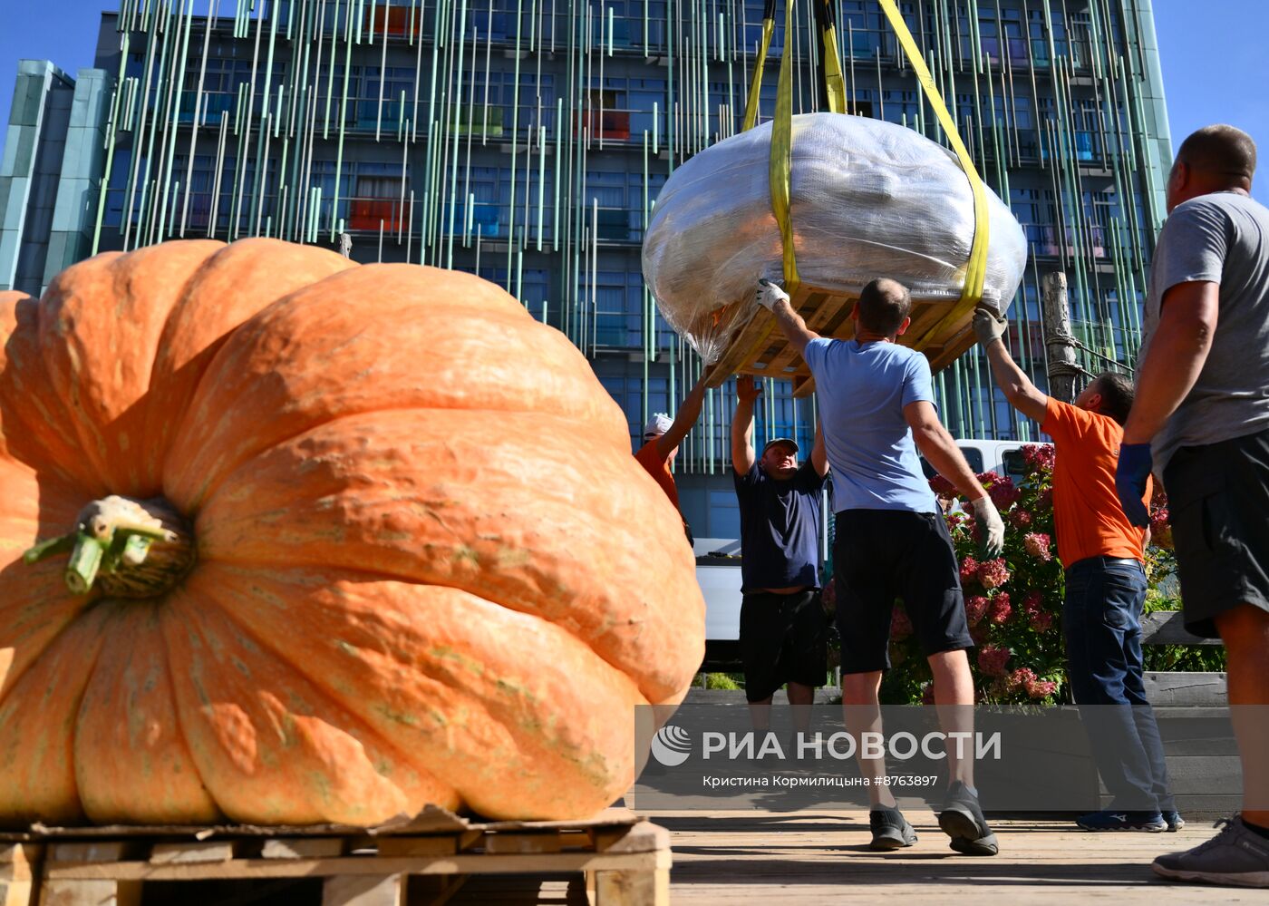 Выставка громадных тыкв России в Ботаническом саду МГУ "Аптекарский огород"