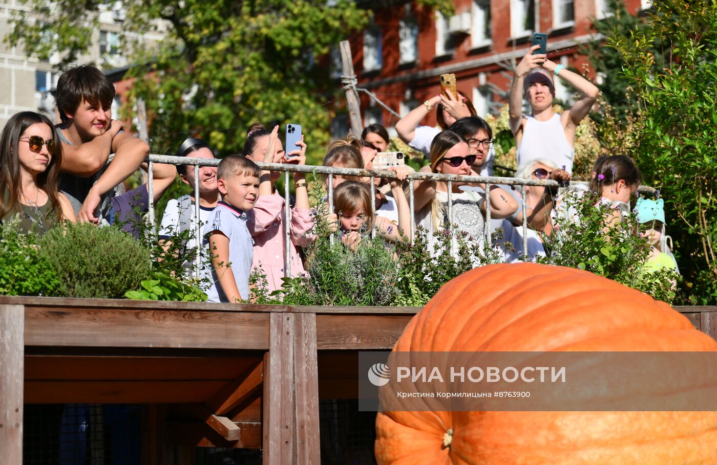 Выставка громадных тыкв России в Ботаническом саду МГУ "Аптекарский огород"