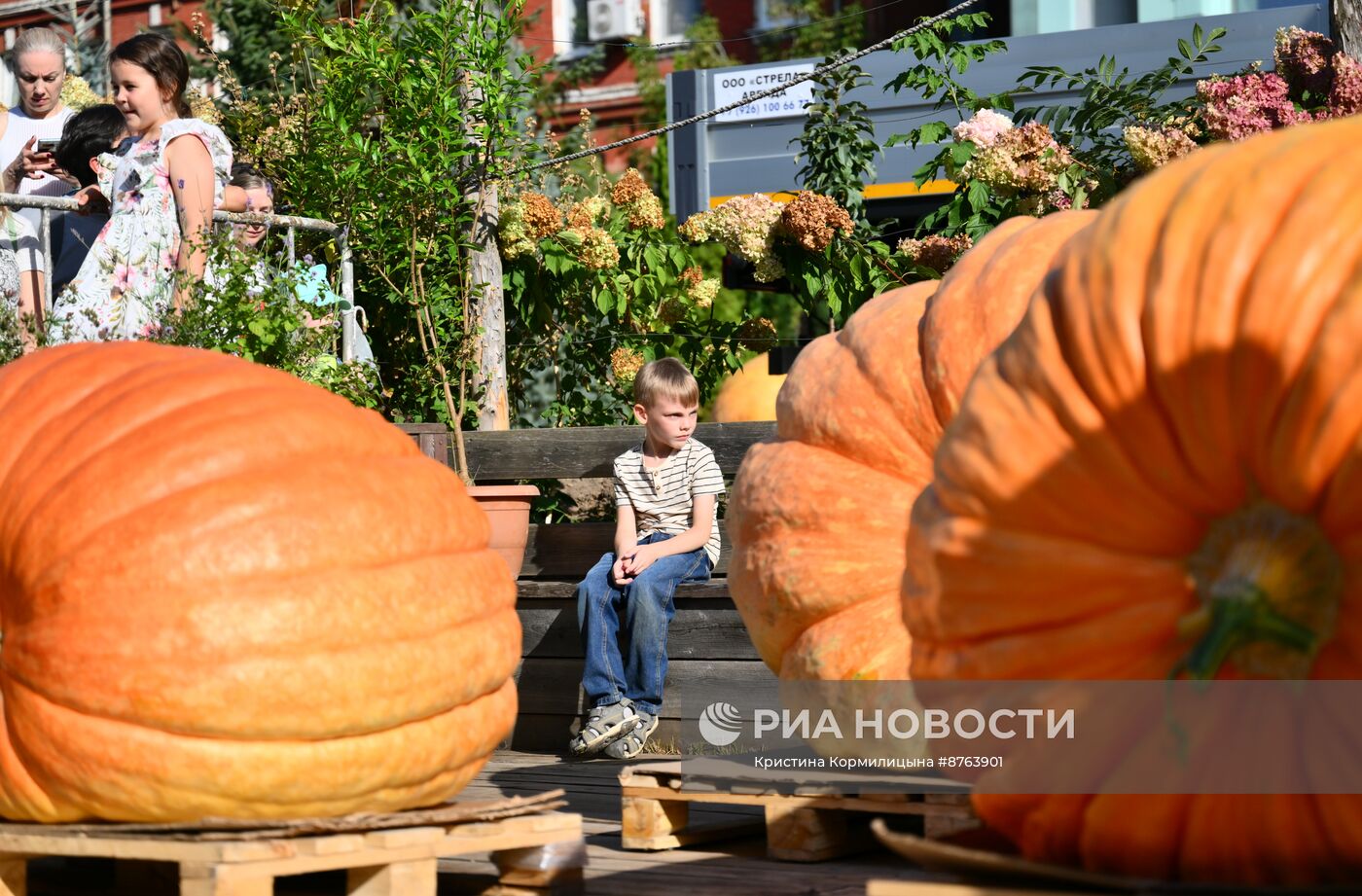 Выставка громадных тыкв России в Ботаническом саду МГУ "Аптекарский огород"