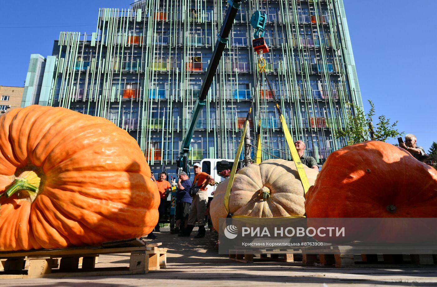 Выставка громадных тыкв России в Ботаническом саду МГУ "Аптекарский огород"