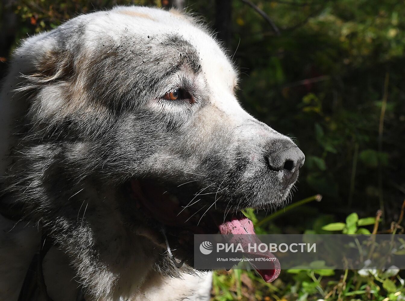 Осень в Сибири