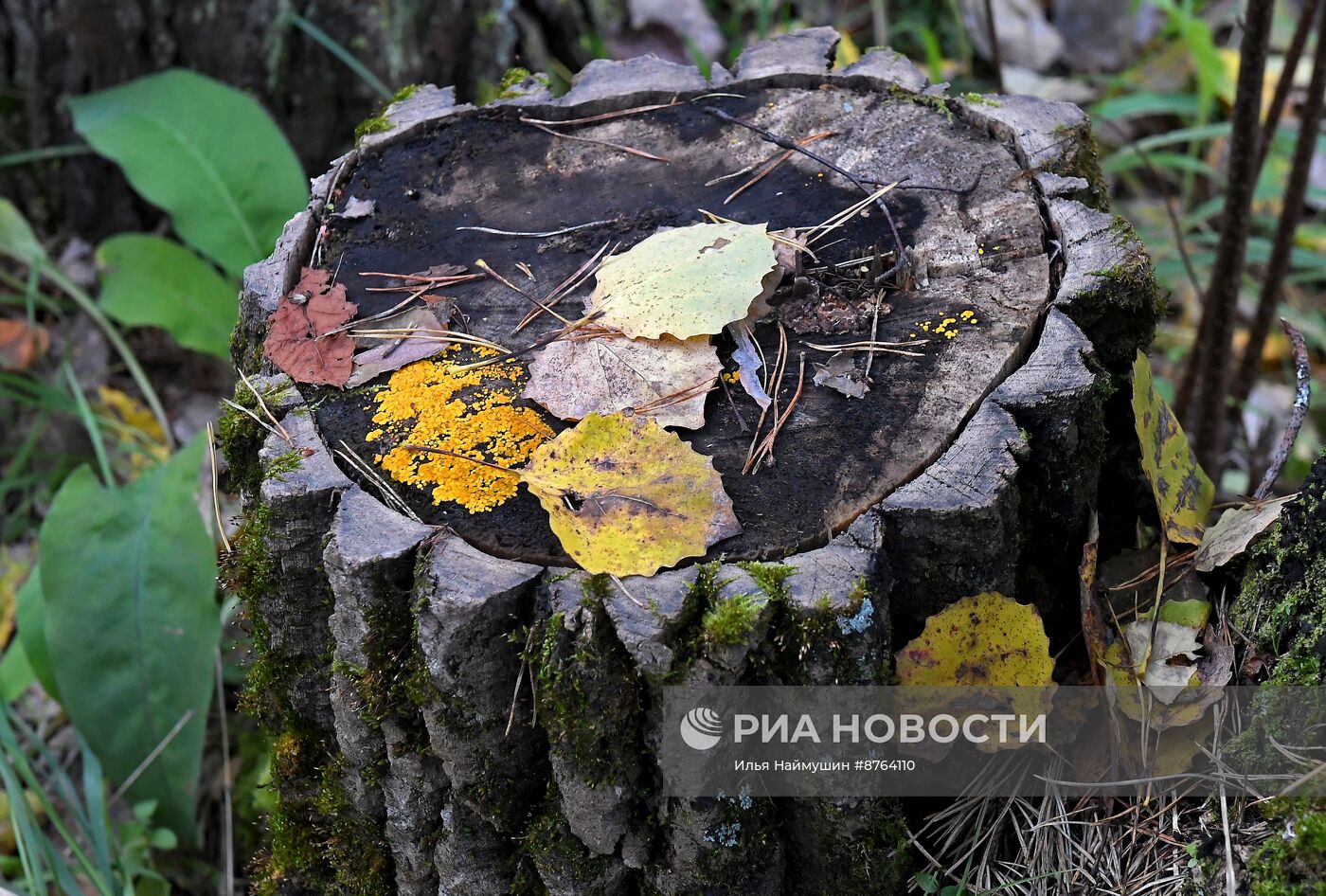 Осень в Сибири