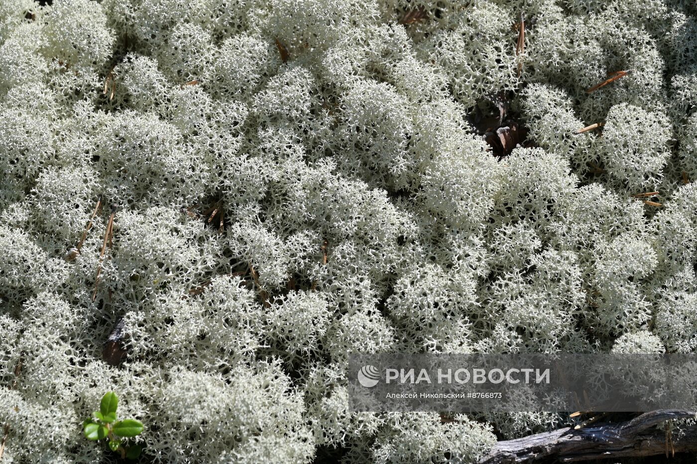 Туристический сплав по реке в Карелии