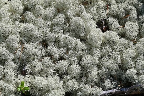 Туристический сплав по реке в Карелии