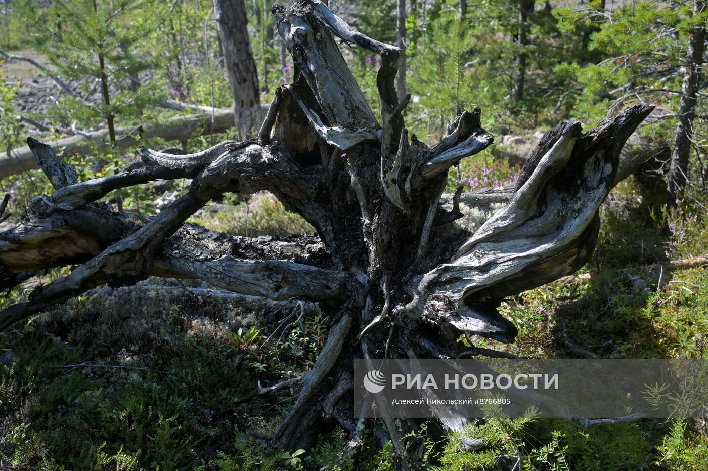 Туристический сплав по реке в Карелии