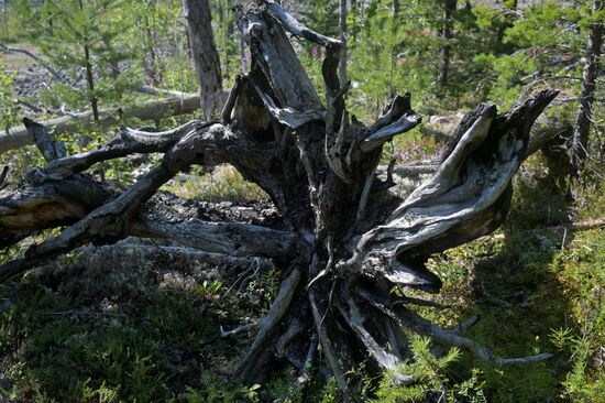Туристический сплав по реке в Карелии