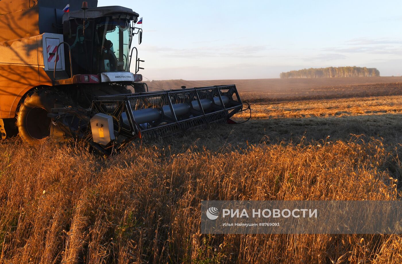 Сбор урожая пшеницы в Красноярском крае