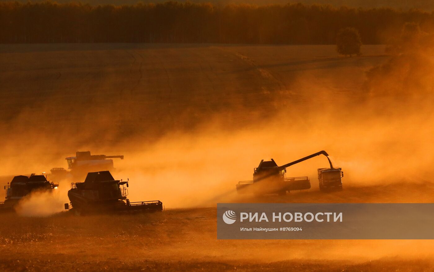 Сбор урожая пшеницы в Красноярском крае