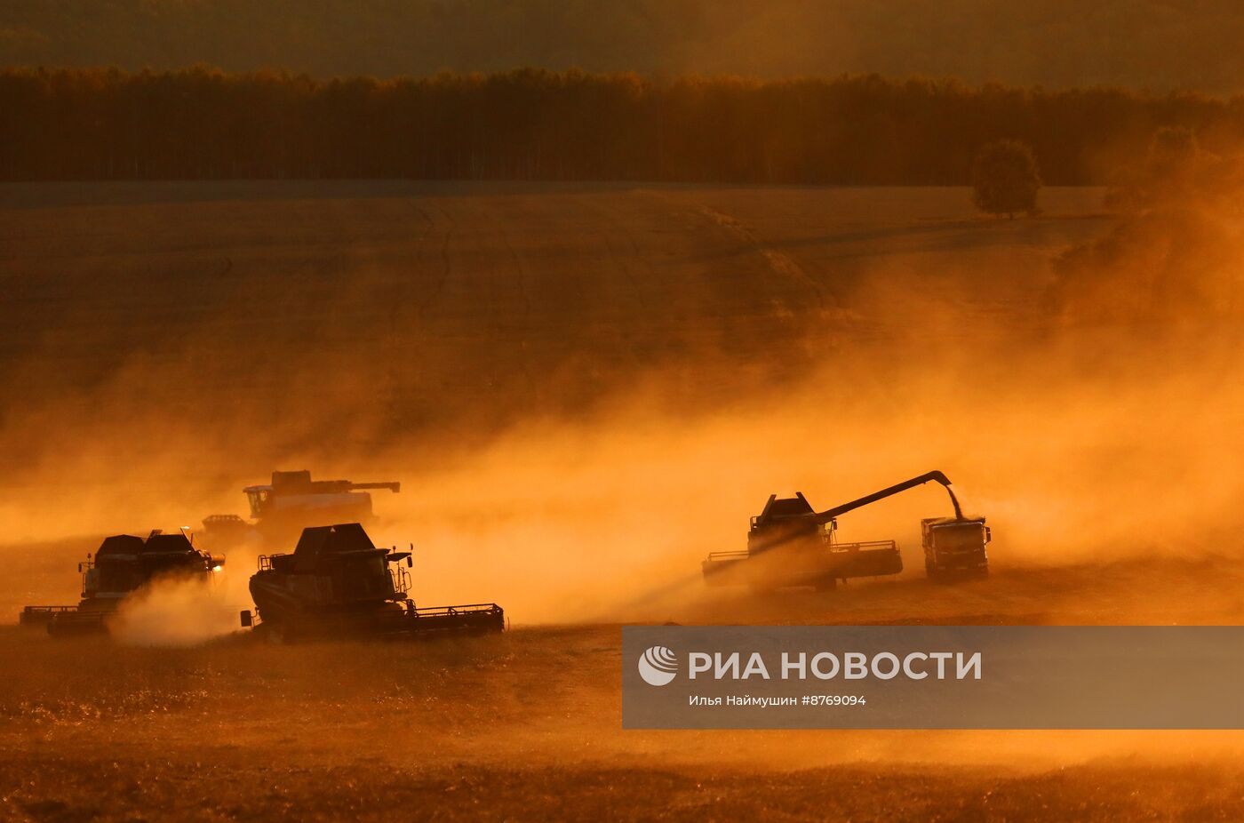 Сбор урожая пшеницы в Красноярском крае