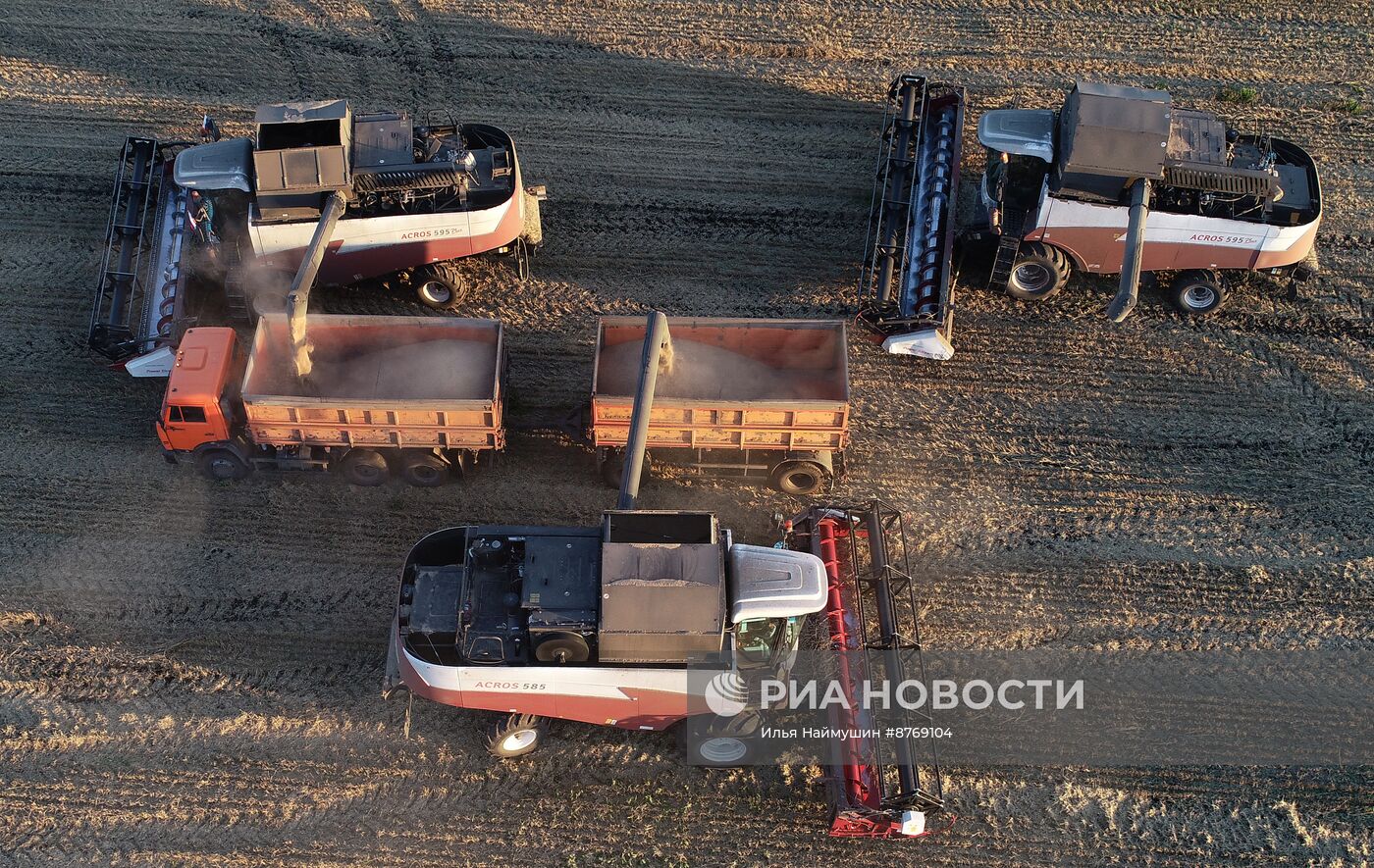 Сбор урожая пшеницы в Красноярском крае