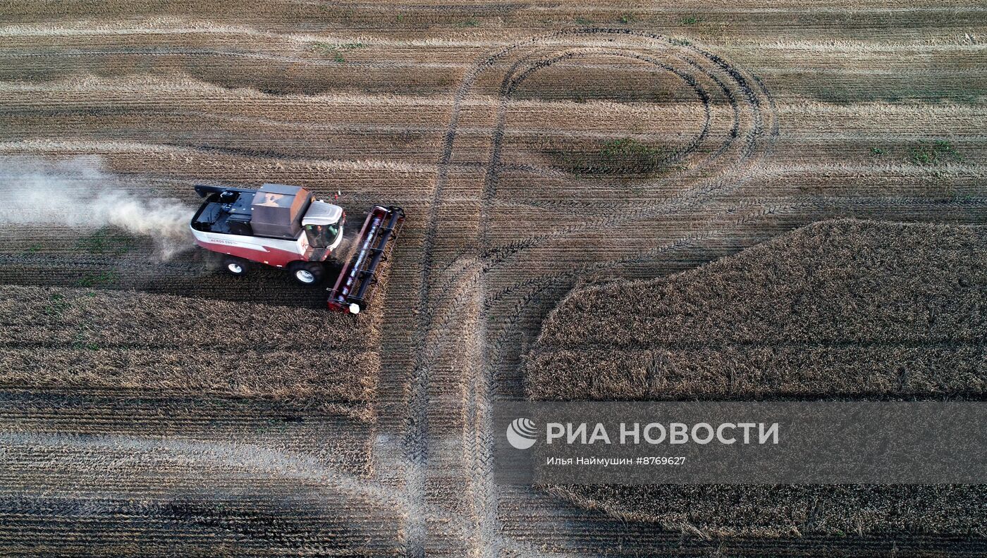 Сбор урожая пшеницы в Красноярском крае