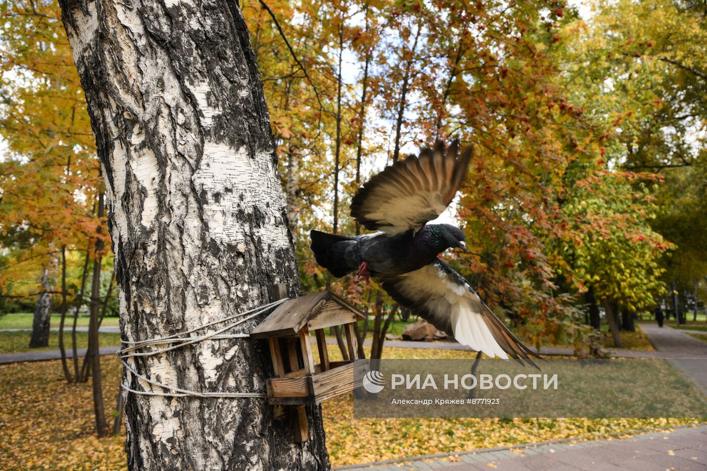 Осень в Новосибирске