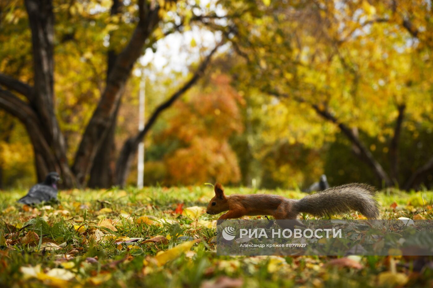 Осень в Новосибирске