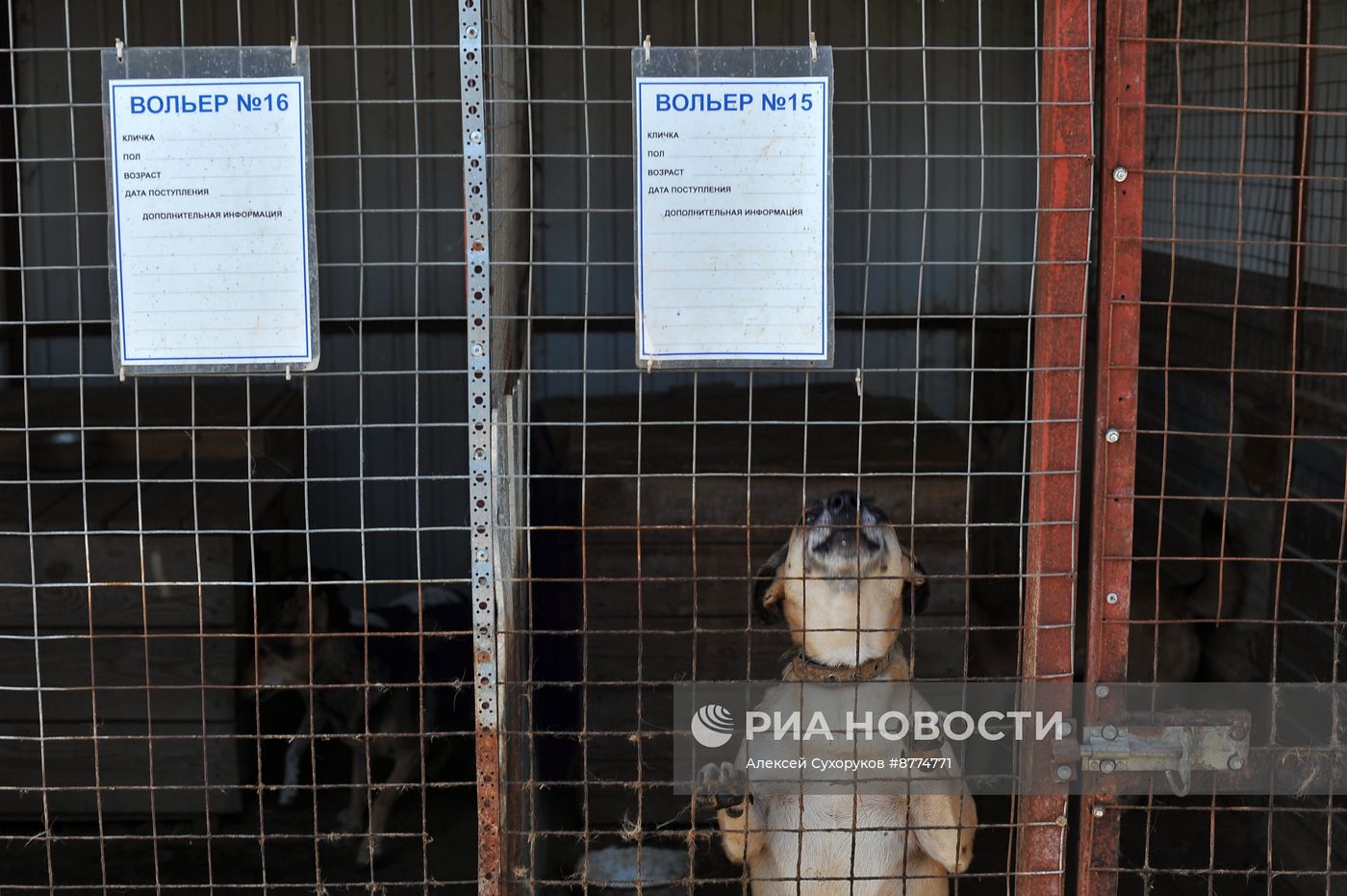 Центр помощи бездомным животным "Доброе сердце" в Тамбове