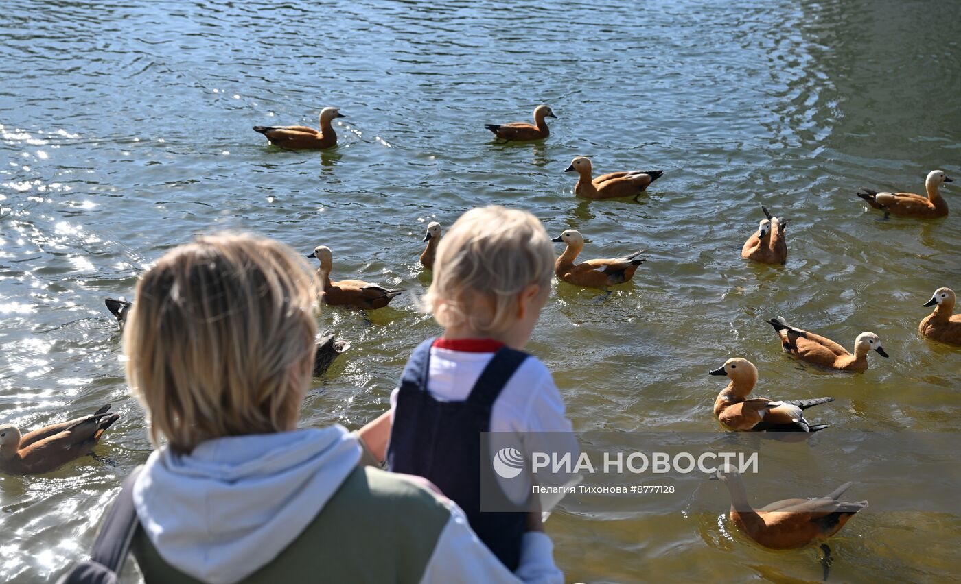 Теплая погода в Москве 