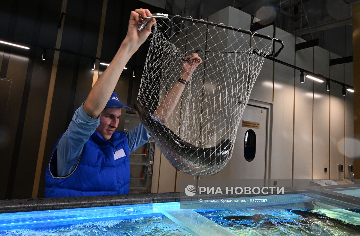 Рыбный рынок "Москва – на волне" в Митино