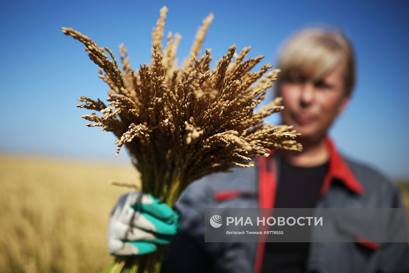 Уборка риса в Краснодарском крае