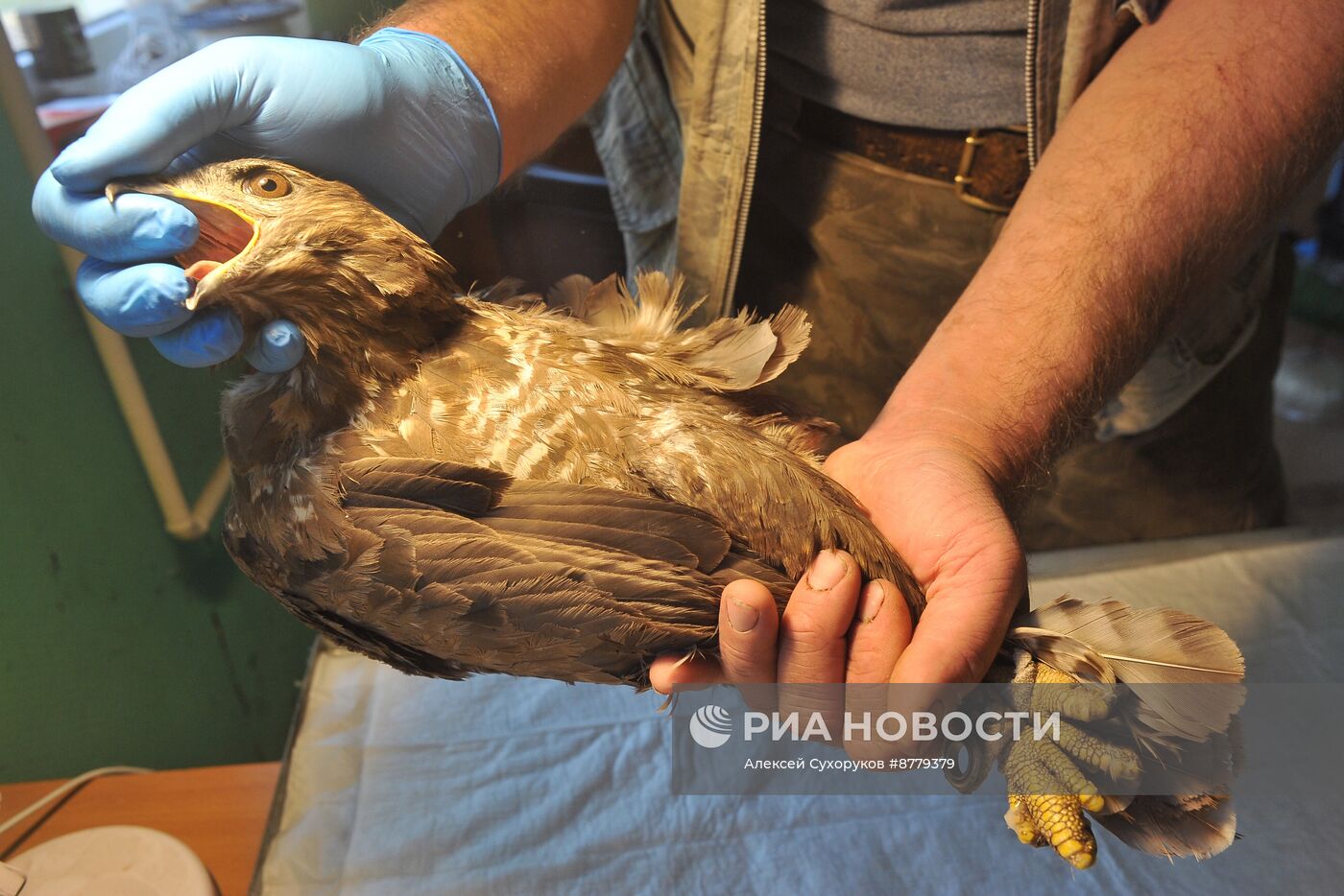 Центр охраны хищных птиц в Тамбовской области