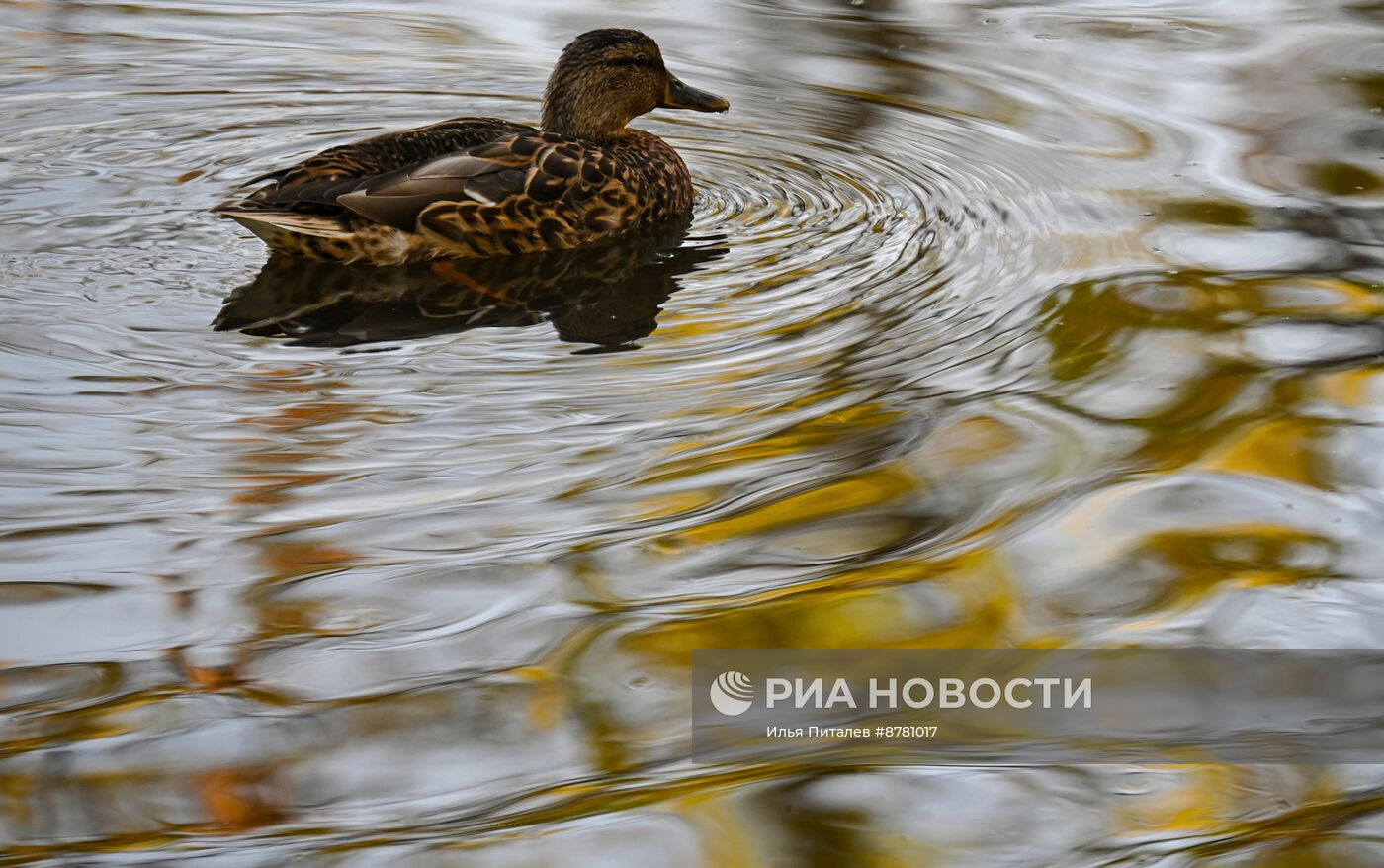 Осень в Москве