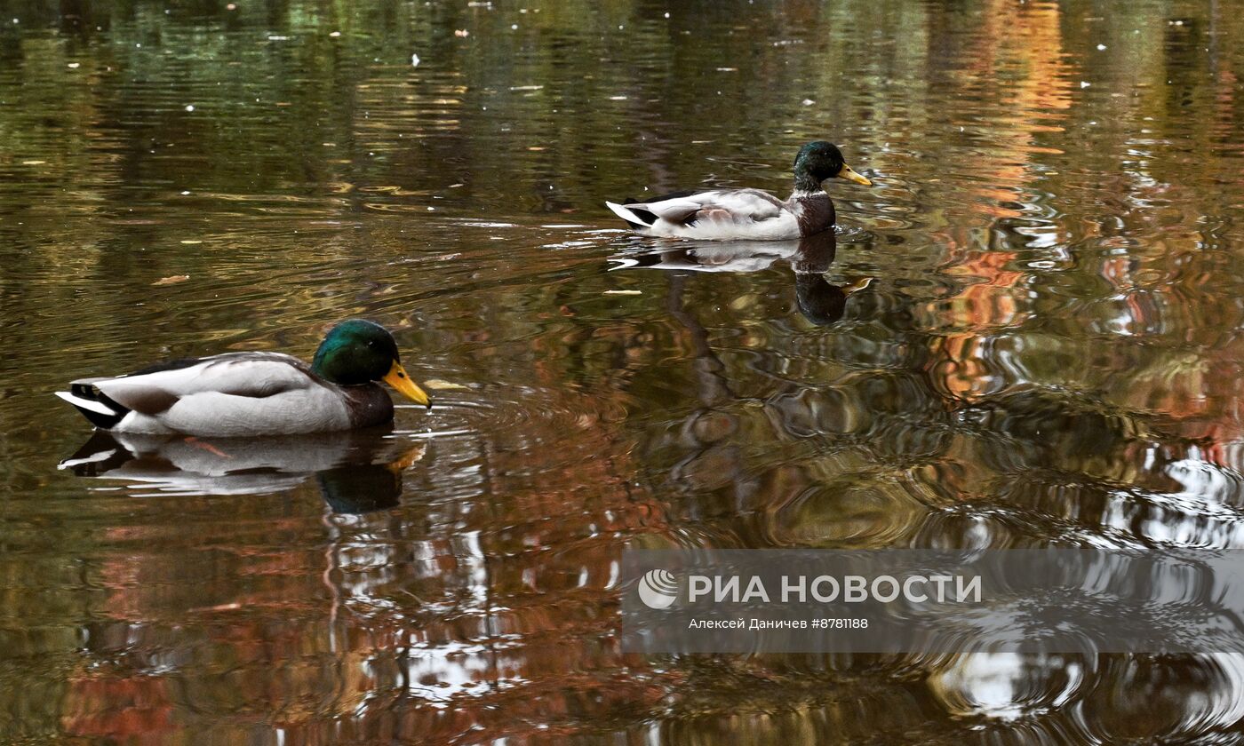 Золотая осень в России