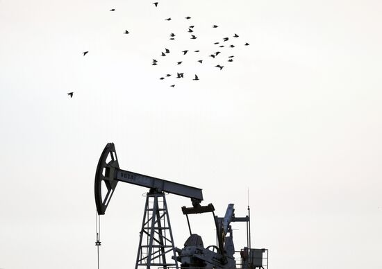 Нефтяные качалки в Татарстане 